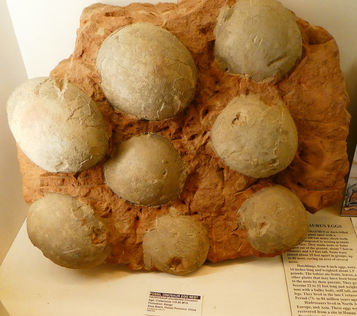 fossilized dinosaur nest